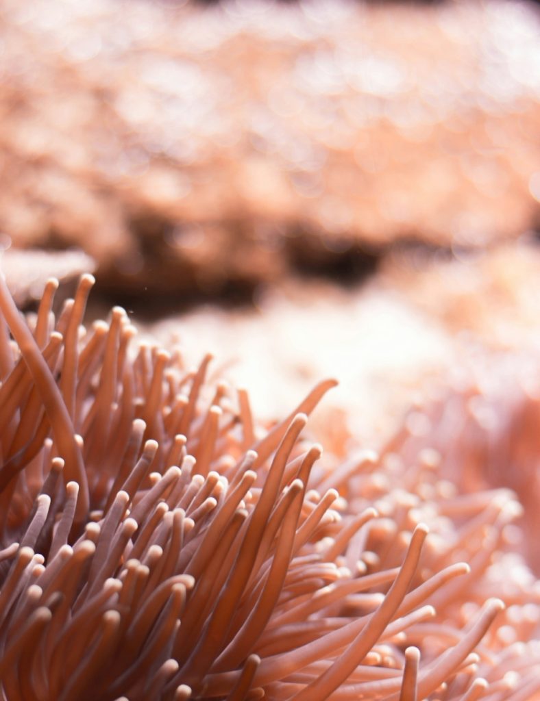 coral underwater in warm peach tones for valbeing branding