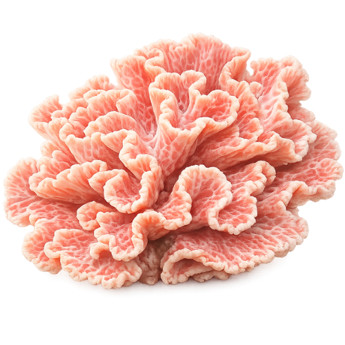 soft coral in warm peach tones for valbeing branding